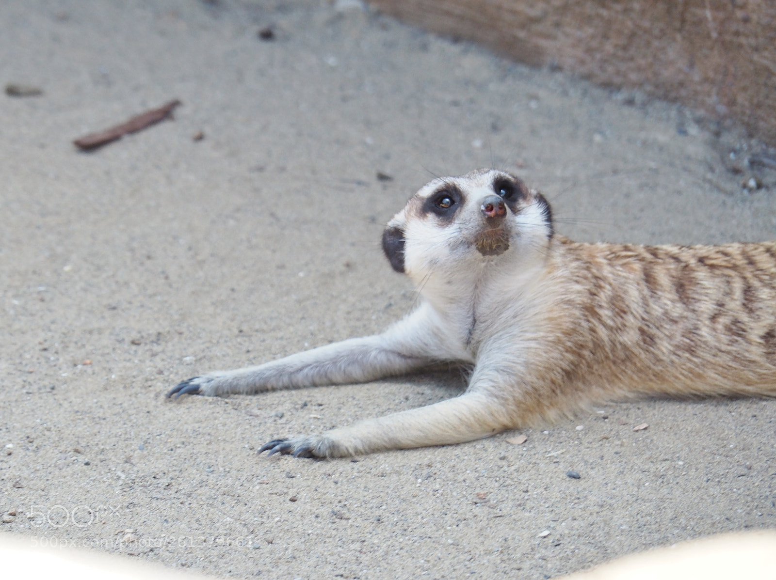Olympus OM-D E-M5 II sample photo. Meerkat at yokohama zoo photography