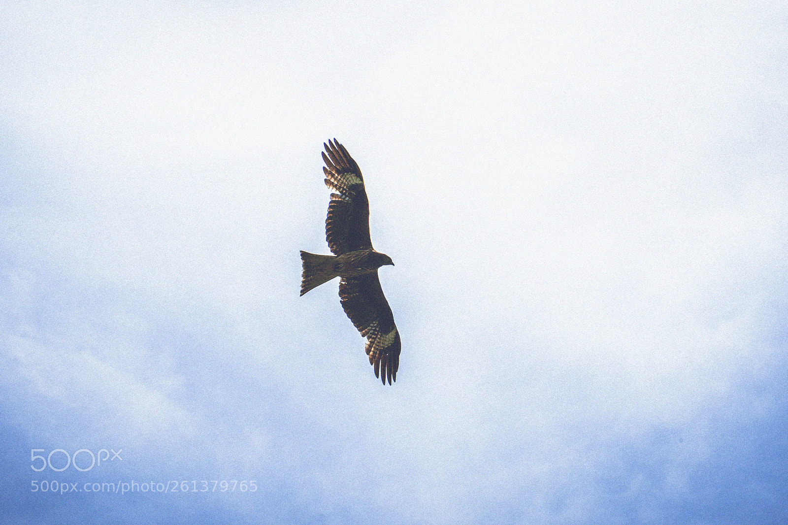Fujifilm X-T10 sample photo. A black kite in photography