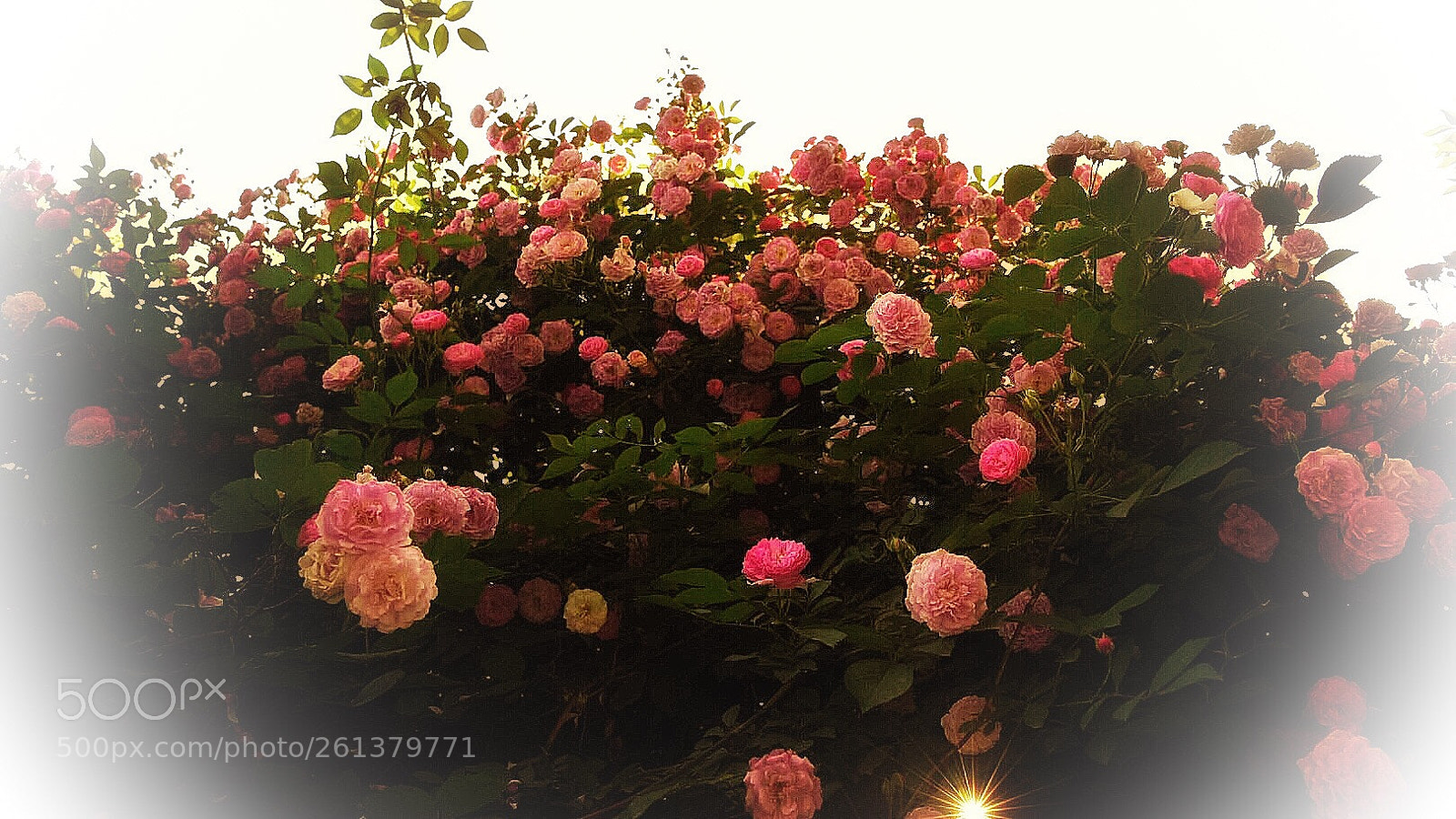 Nikon D750 sample photo. Shining photography