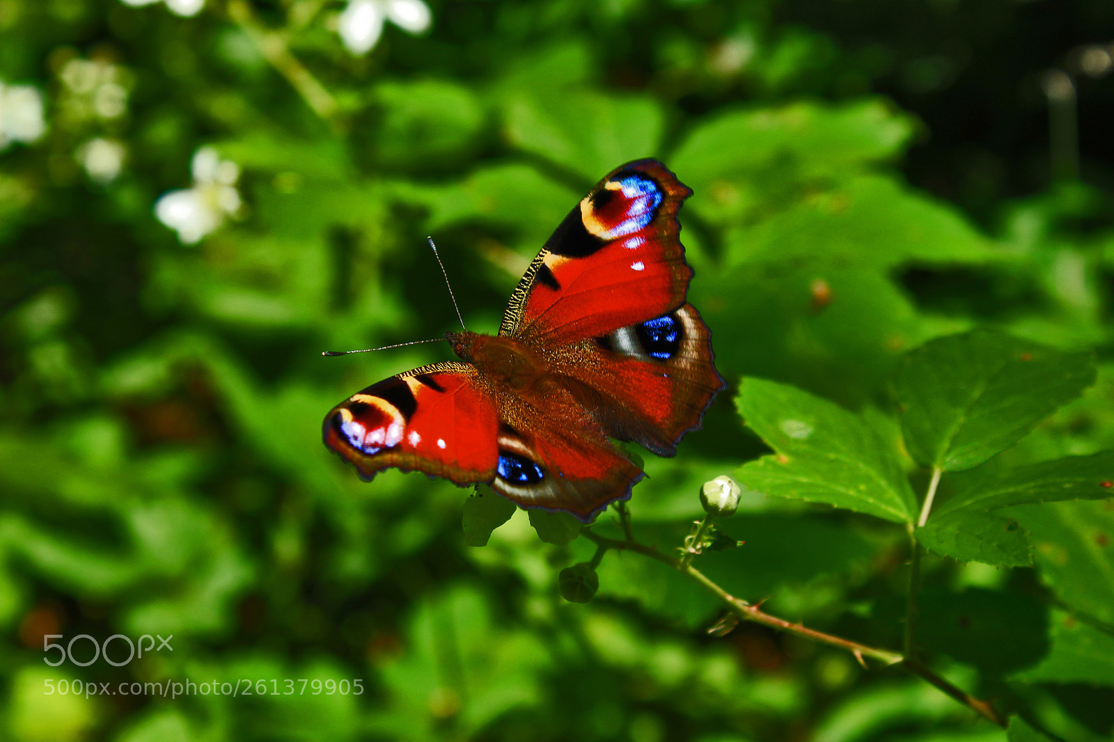 Canon EOS 1300D (EOS Rebel T6 / EOS Kiss X80) sample photo. The beauty of nature photography