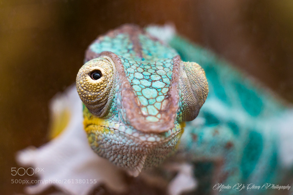 Canon EOS 70D sample photo. In the chameleon's eyes photography