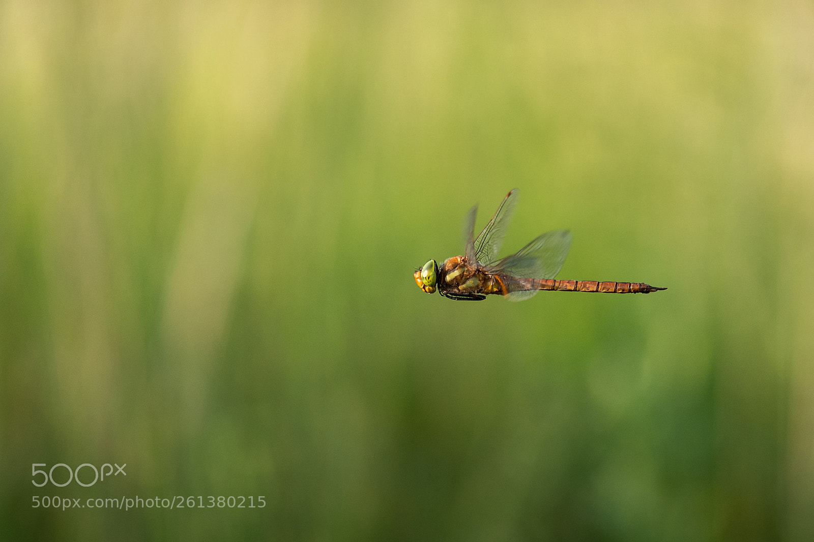 Nikon D500 sample photo. Anaciaeschna isoceles photography