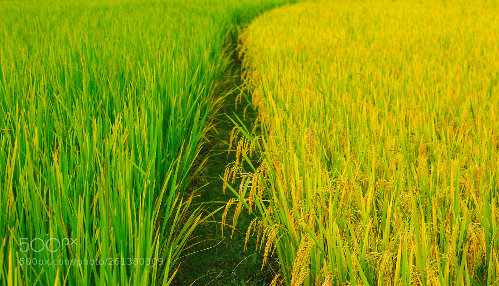 Canon EOS 60D sample photo. Img photography