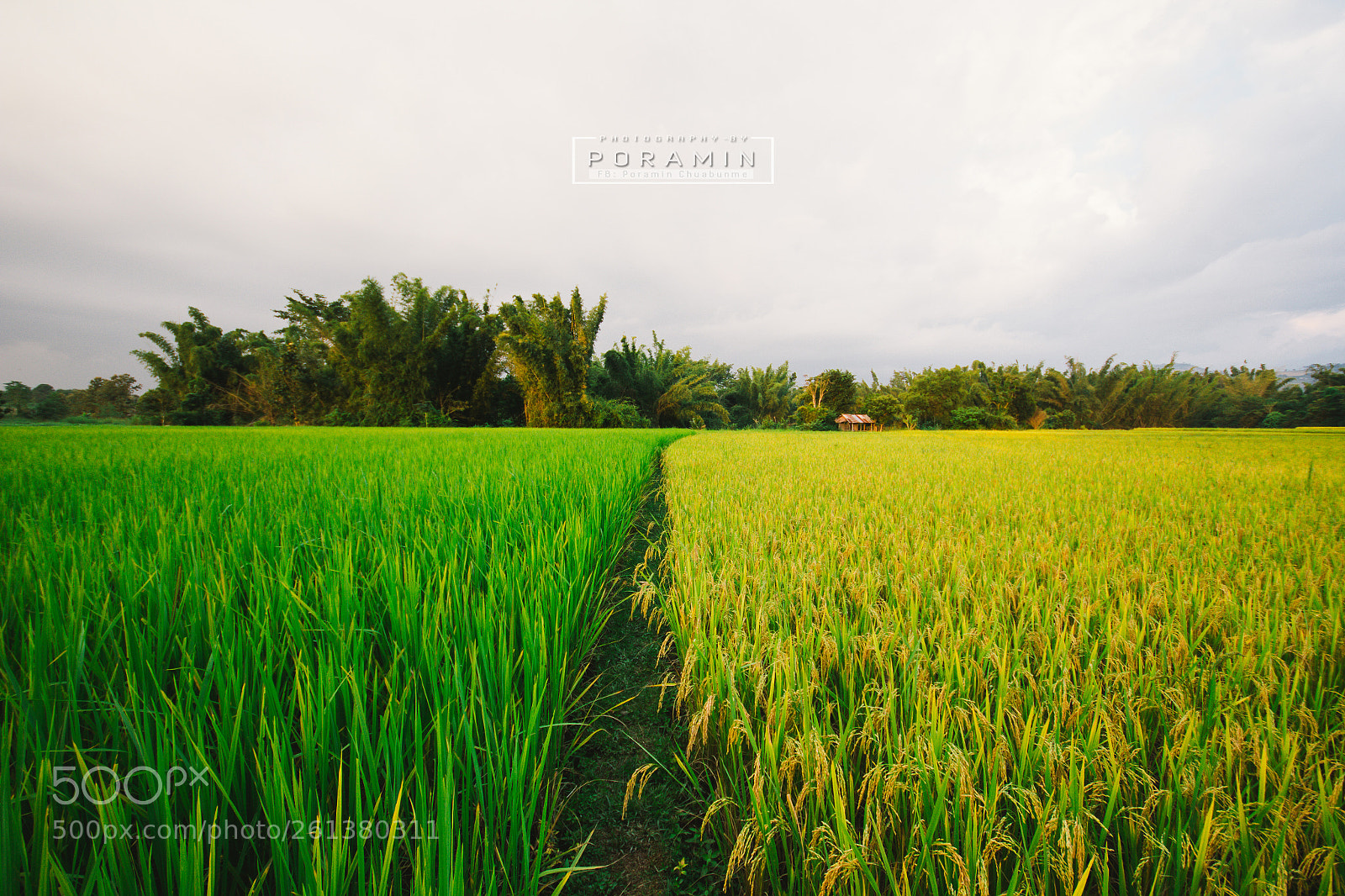 Canon EOS 60D sample photo. Img photography