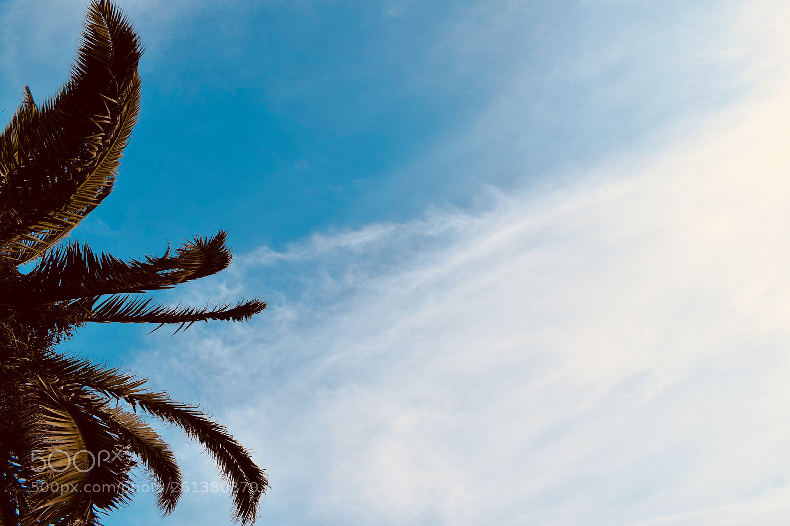 Nikon D3300 sample photo. Palm in the sky photography