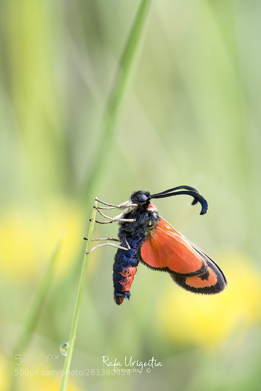 Nikon D610 sample photo. Zygaenas trifolii photography
