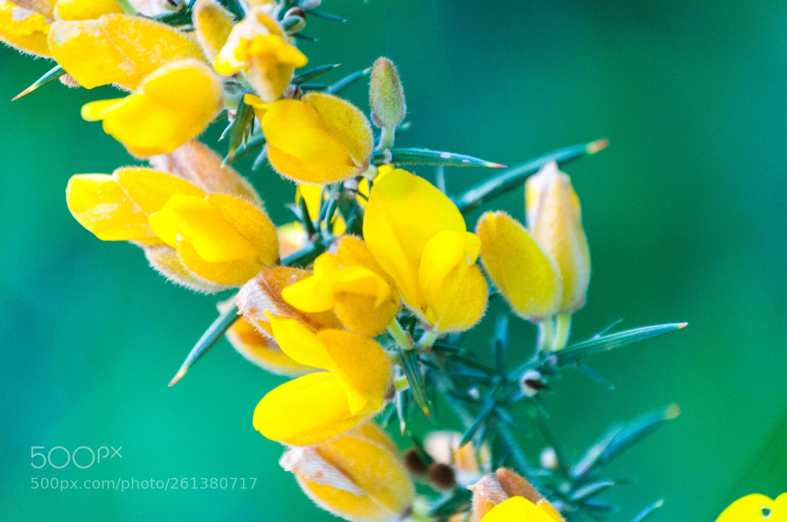 Nikon D5000 sample photo. Flor de toxo photography