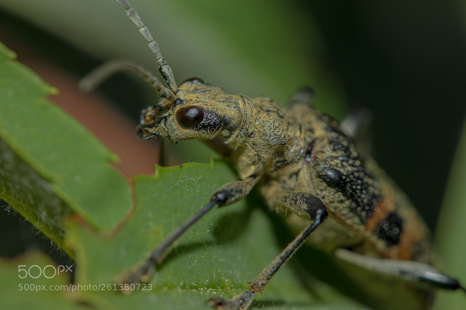 Canon EOS 80D sample photo. Bee photography