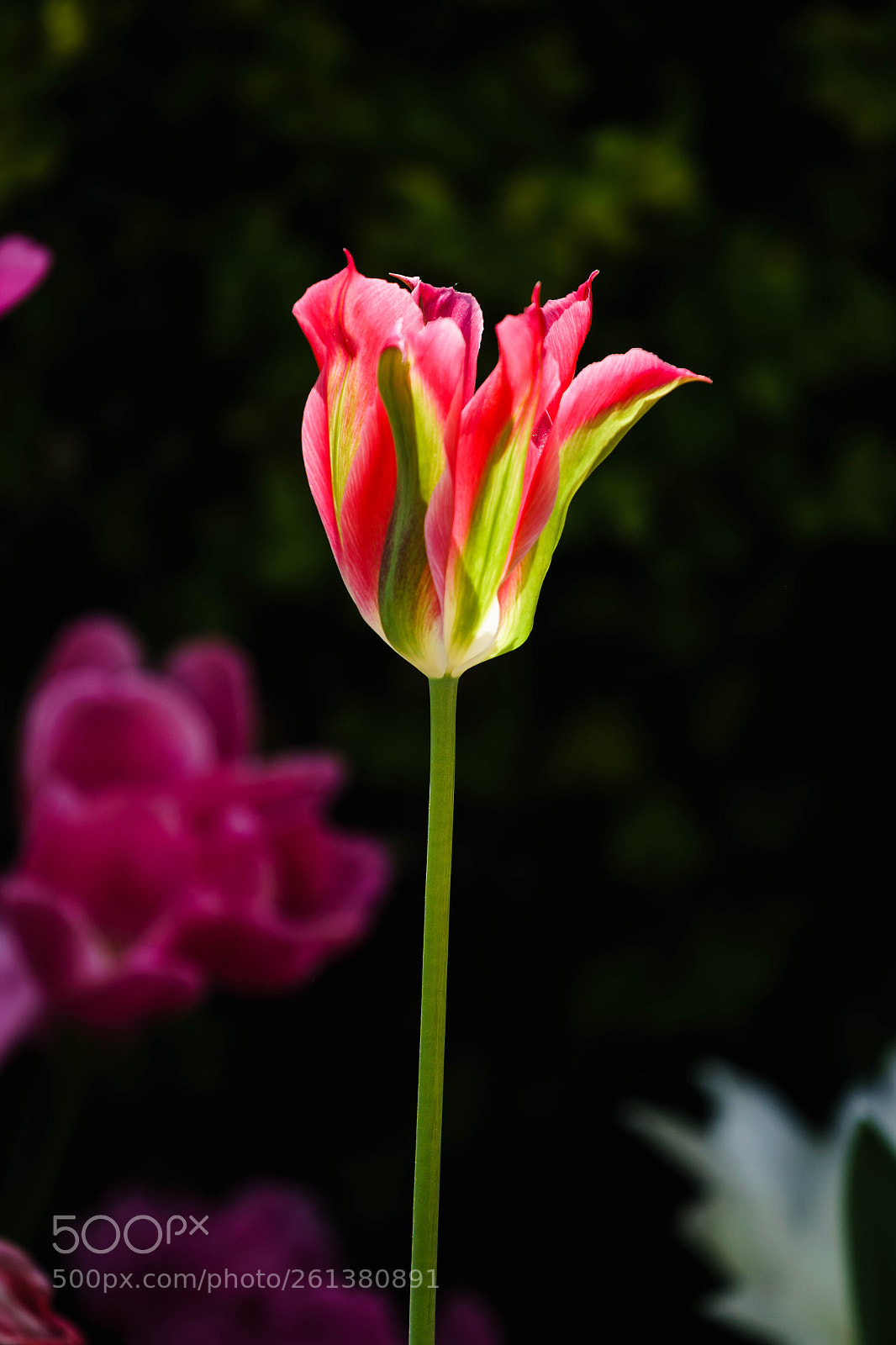 Sony a6300 sample photo. Springtime flowers vi photography