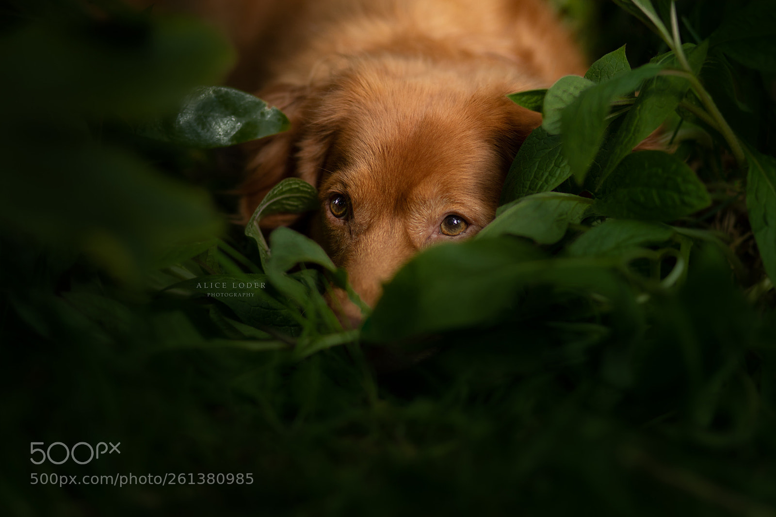 Canon EOS-1D X Mark II sample photo. Gentle soul photography