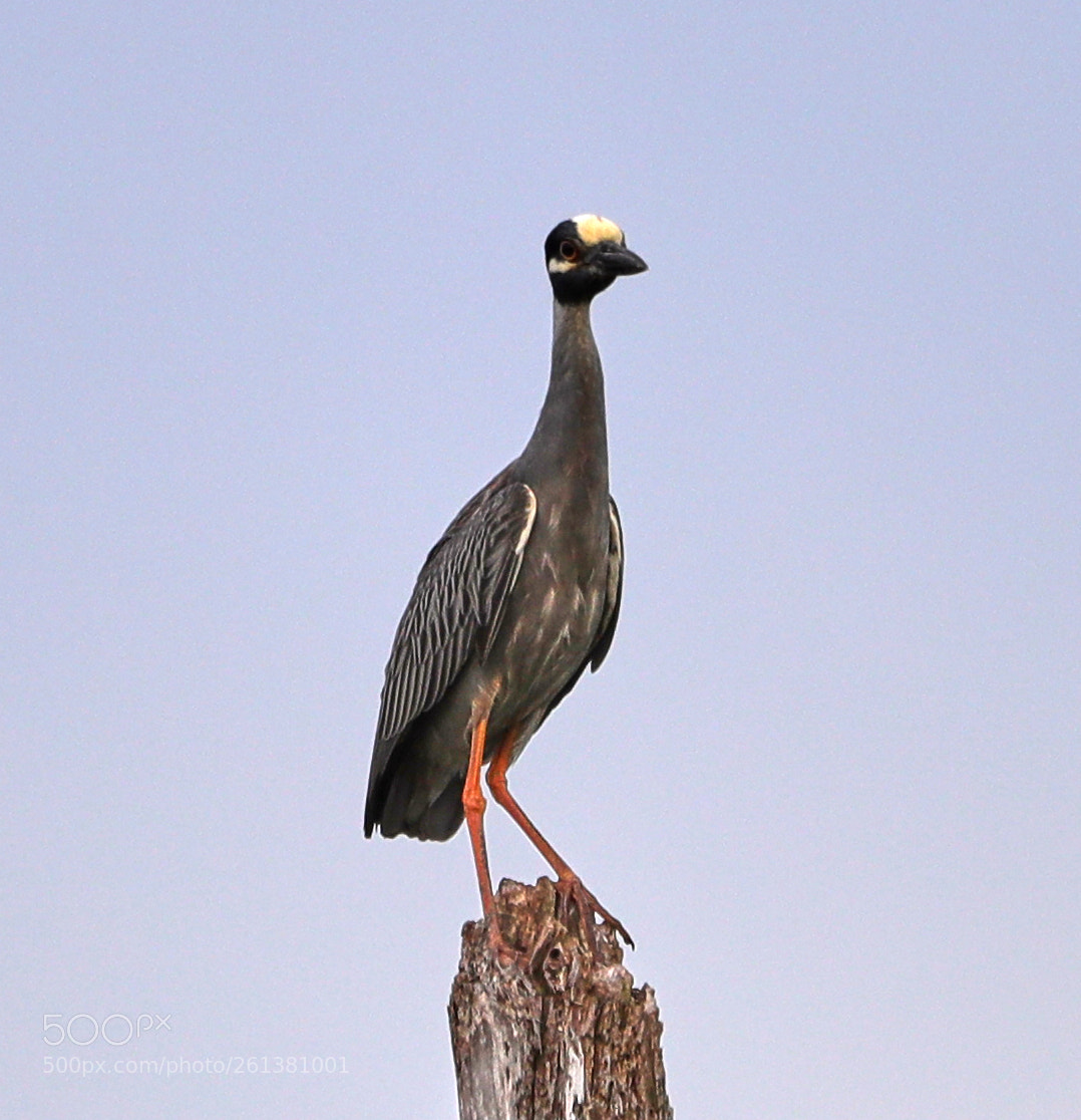 Canon EOS-1D X Mark II sample photo. 06-08-18-0021802.jpg photography
