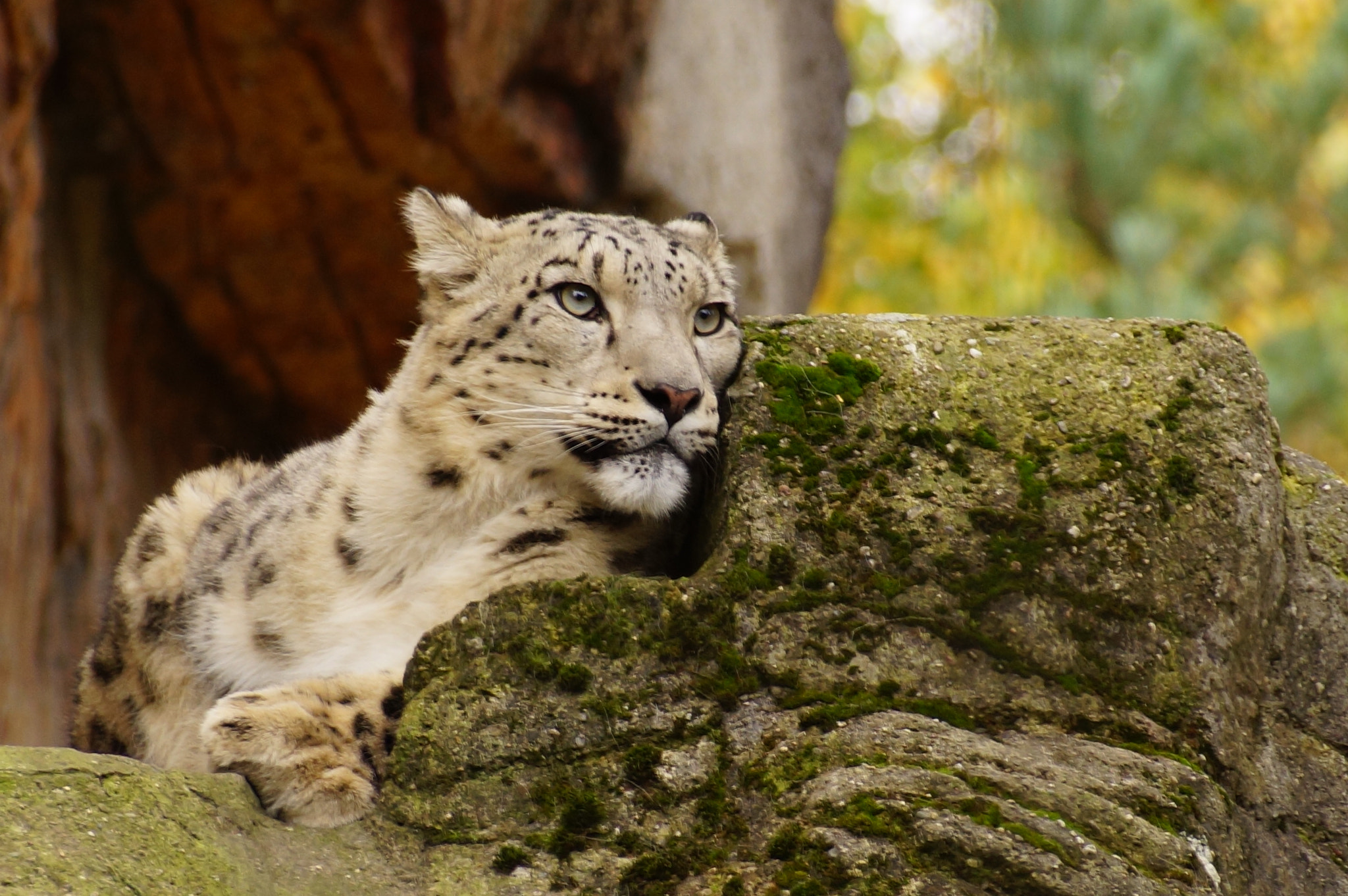 Sony DT 18-250mm F3.5-6.3 sample photo. Im basler zolli photography