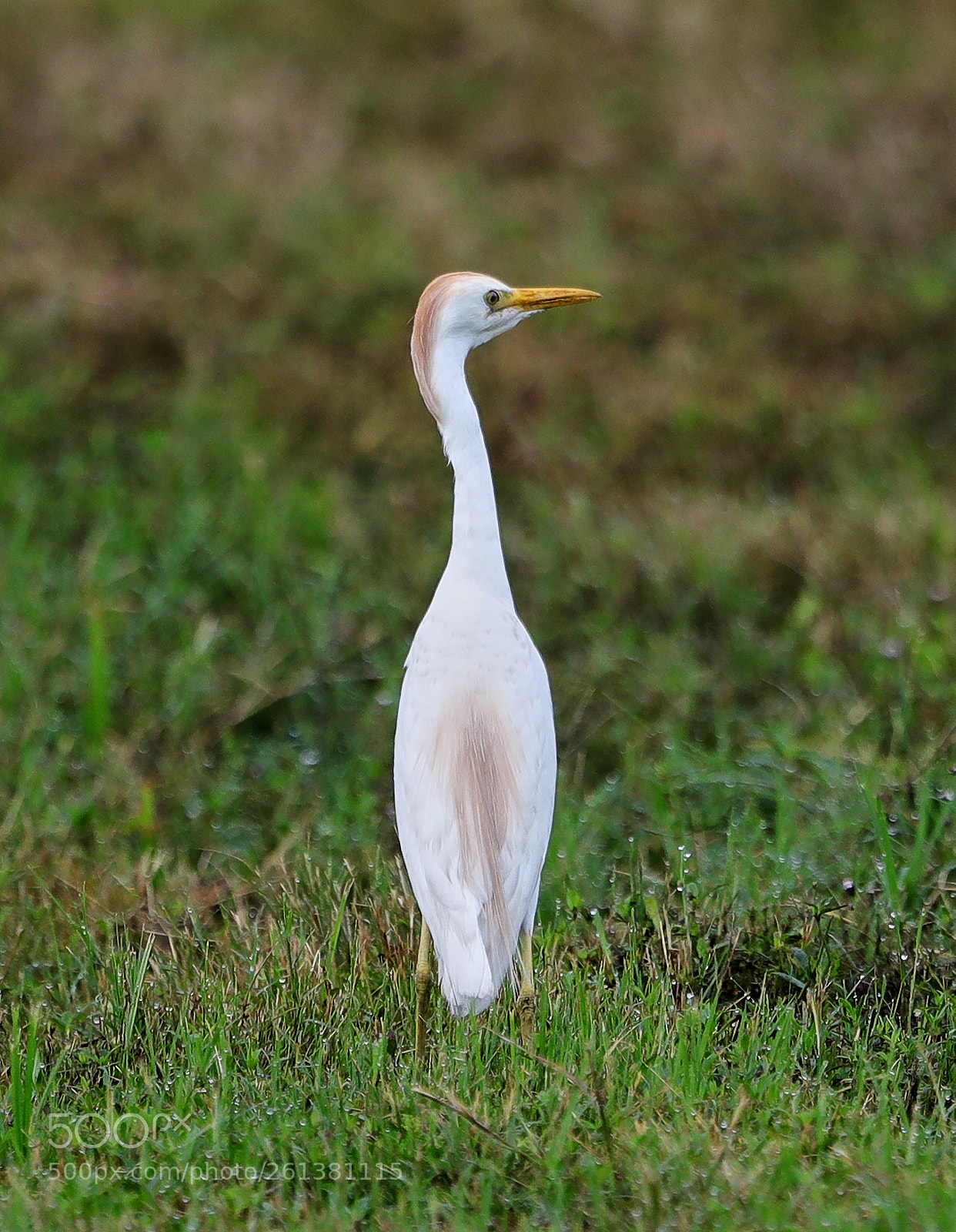 Canon EOS-1D X Mark II sample photo. 06-08-18-0021780.jpg photography