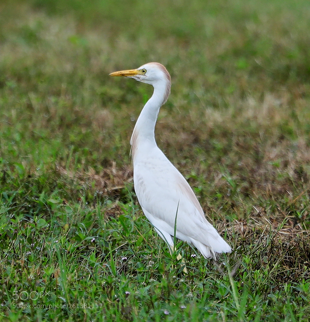 Canon EOS-1D X Mark II sample photo. 06-08-18-0021778.jpg photography