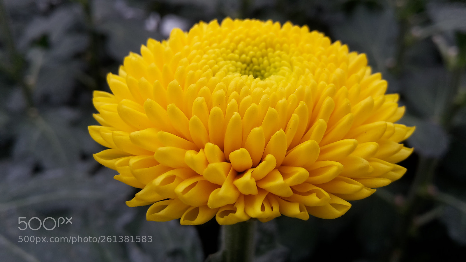 Samsung Galaxy S5 Mini sample photo. Yellow photography