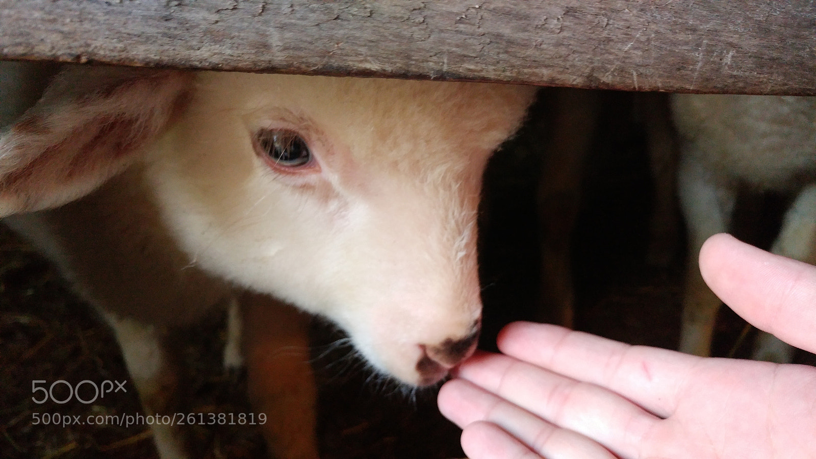 LG G5 sample photo. Gentle lamb photography