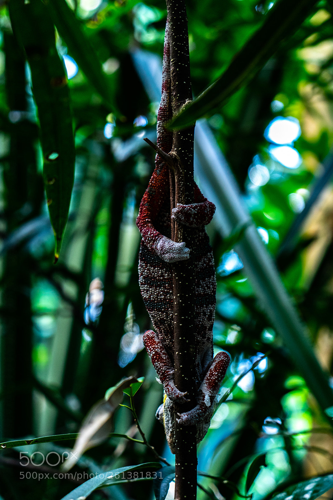 Sony a7 II sample photo. Madagascar in zurich photography