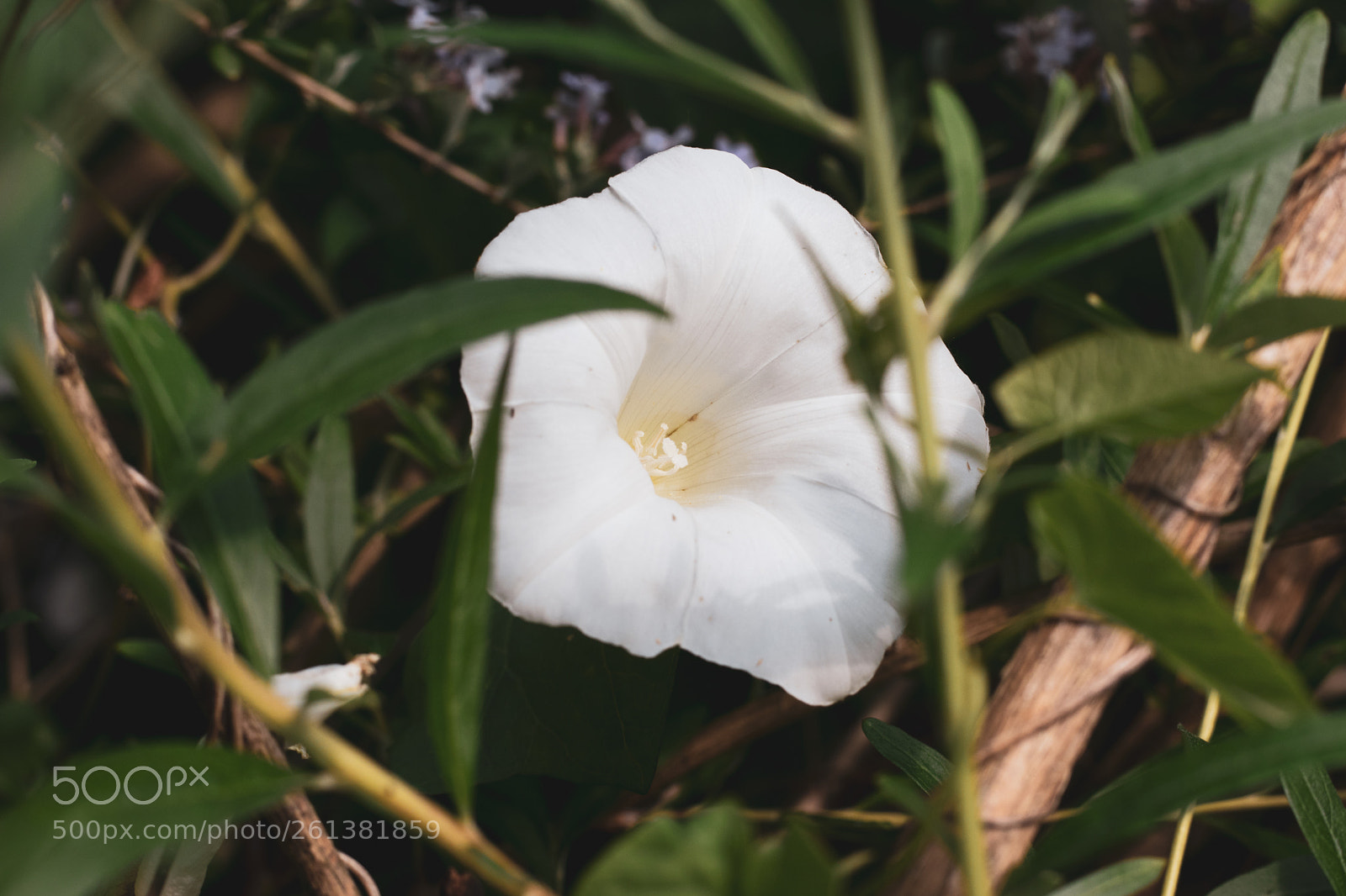 Canon EOS 80D sample photo. She tried to hide photography