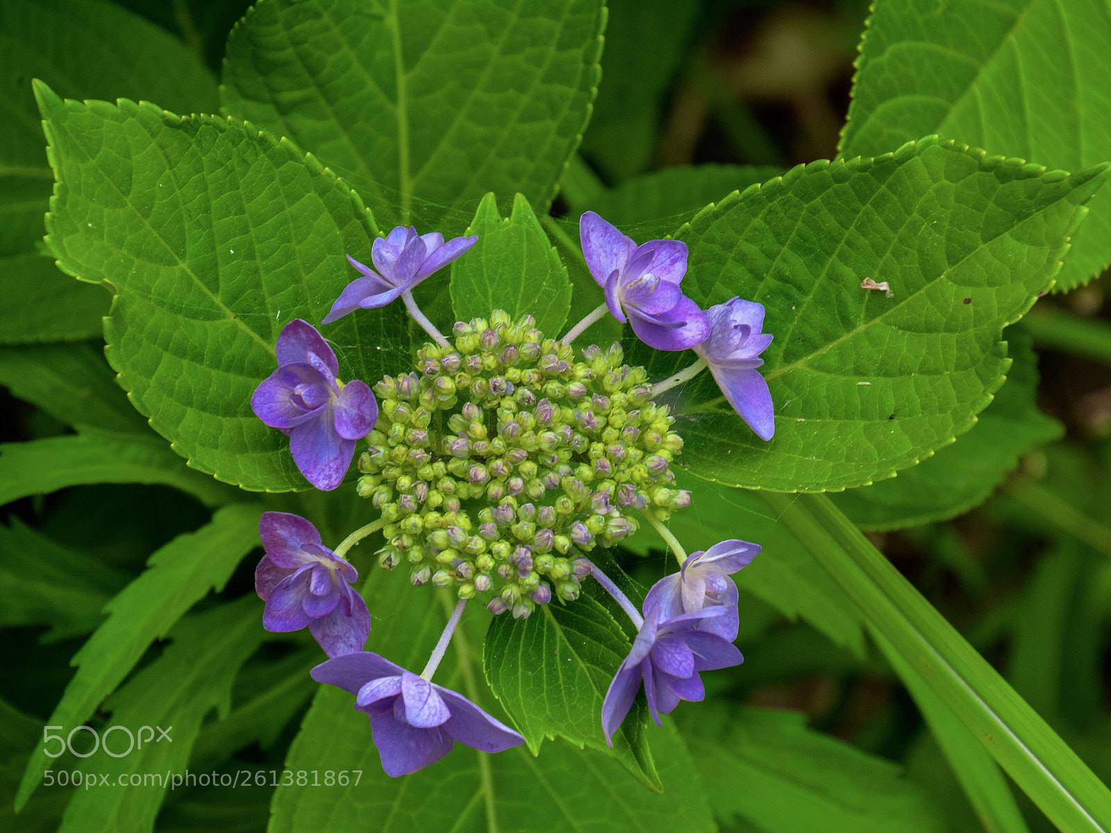 Nikon D7100 sample photo. Lacecap hydrangea  photography