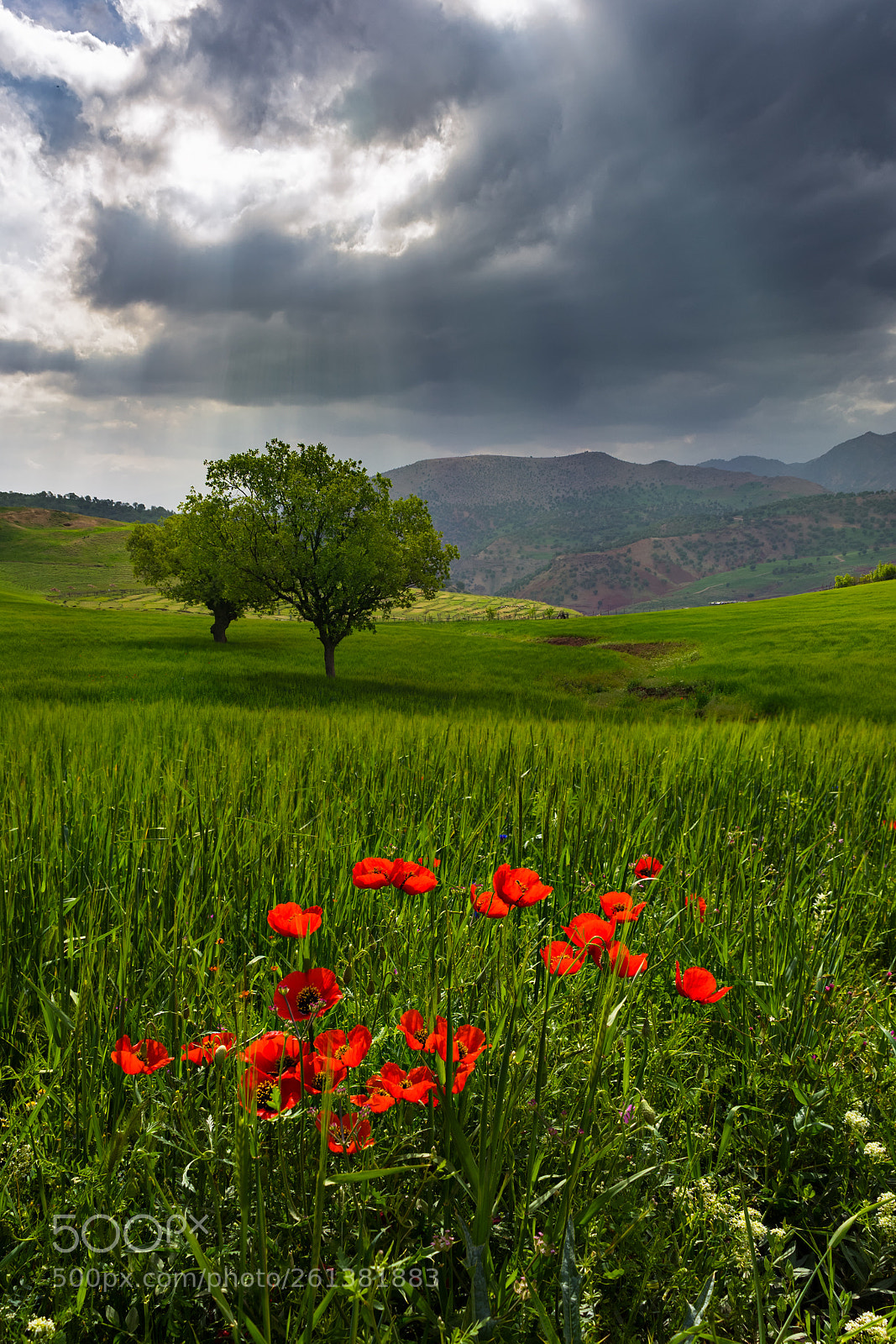 Nikon D810 sample photo. Beauty spring... photography