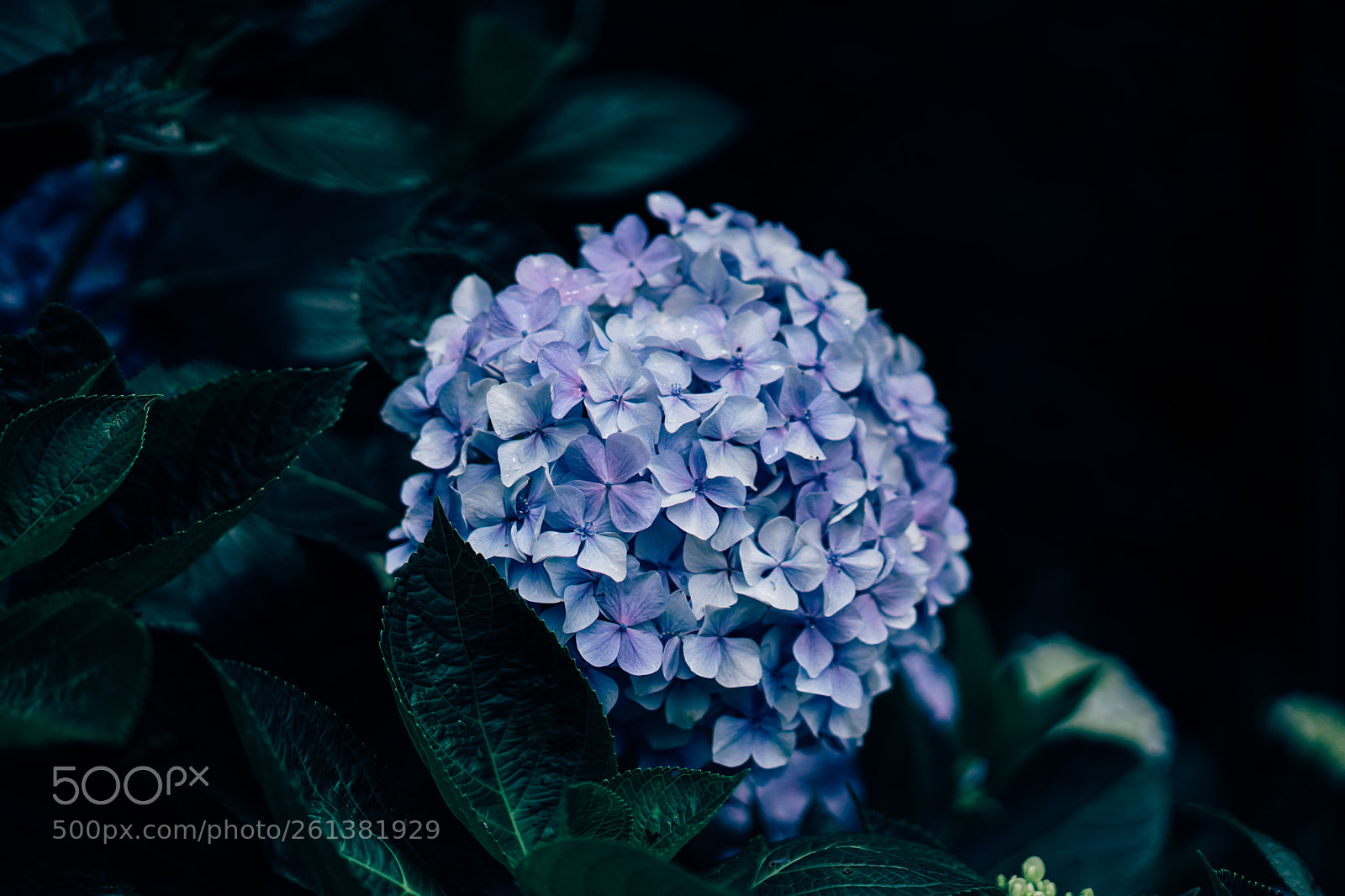 Sony a7 II sample photo. Flower photography