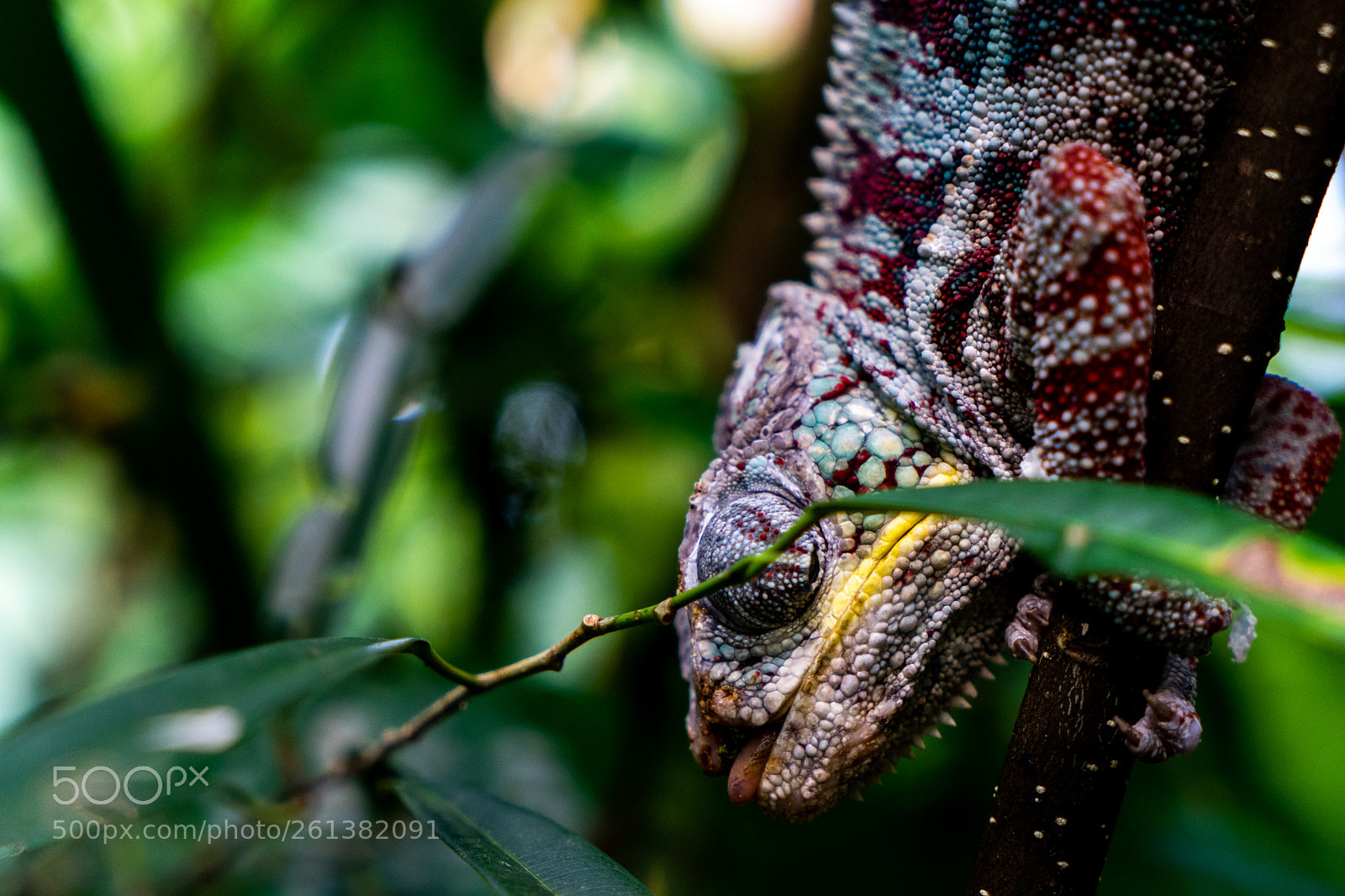 Sony a7 II sample photo. Closer look photography