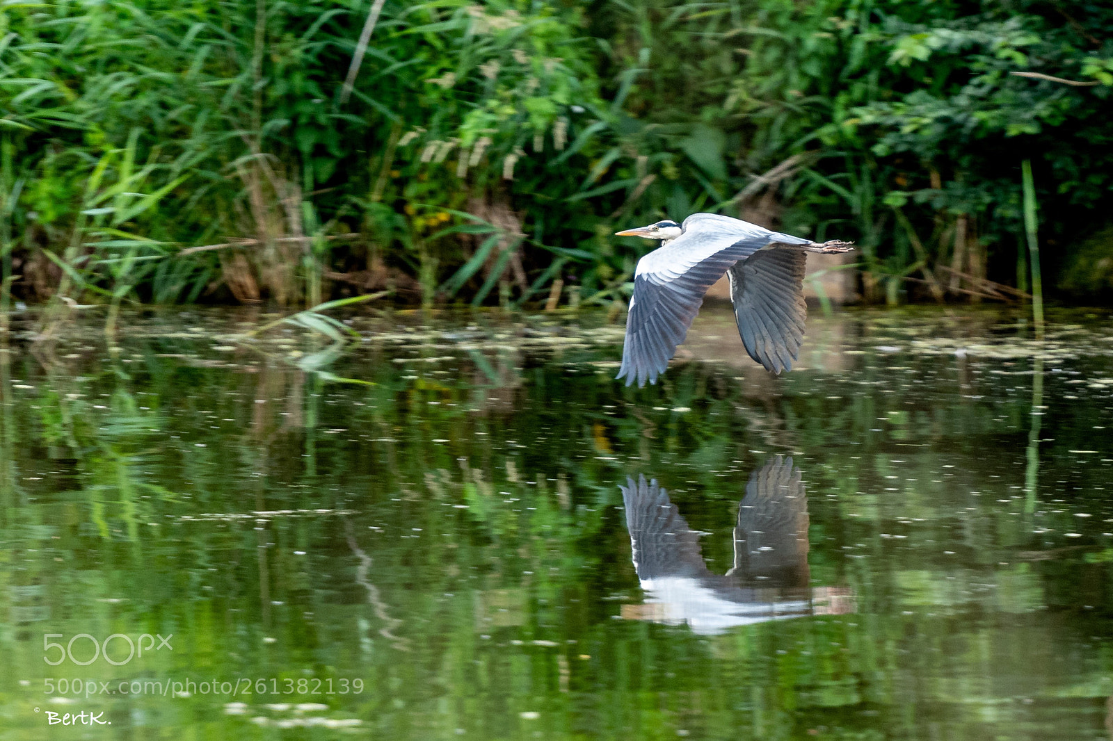 Nikon D500 sample photo. Reflection. photography