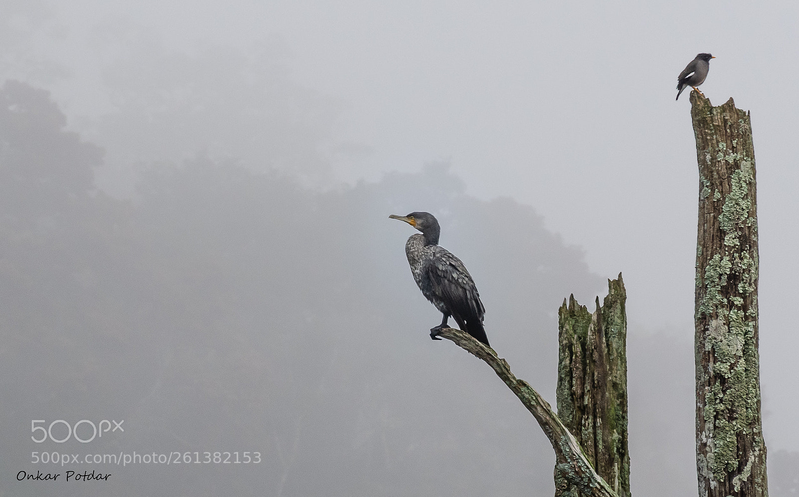 Nikon D7000 sample photo. Greater cormorant photography