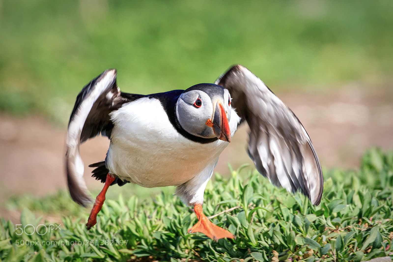 Canon EOS 80D sample photo. Puffin on the run photography
