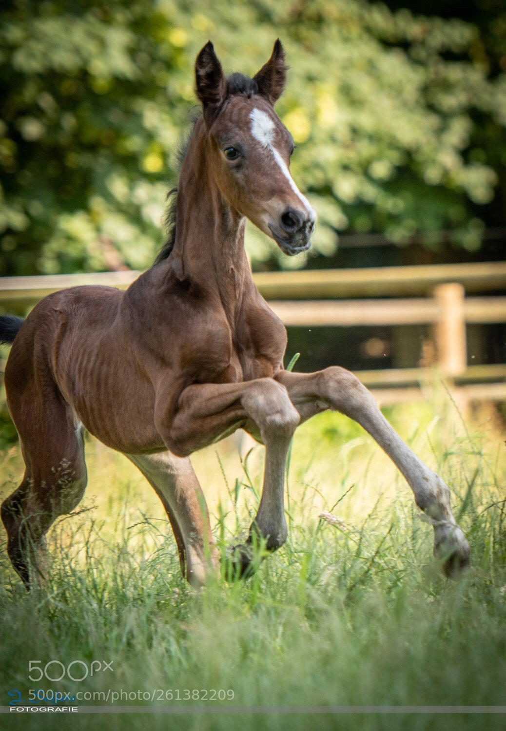 Nikon D500 sample photo. Happy foal photography