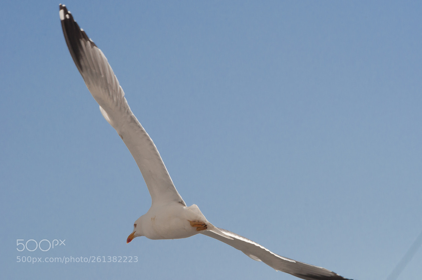 Nikon D5000 sample photo. Altos vuelos photography