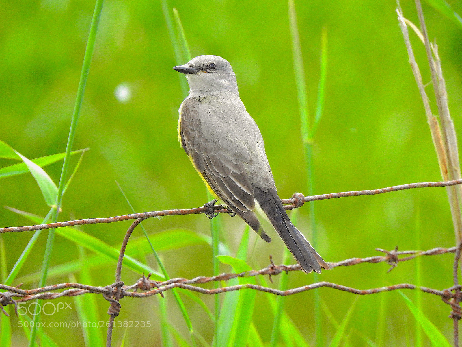 Nikon Coolpix P900 sample photo. Western kingbird photography