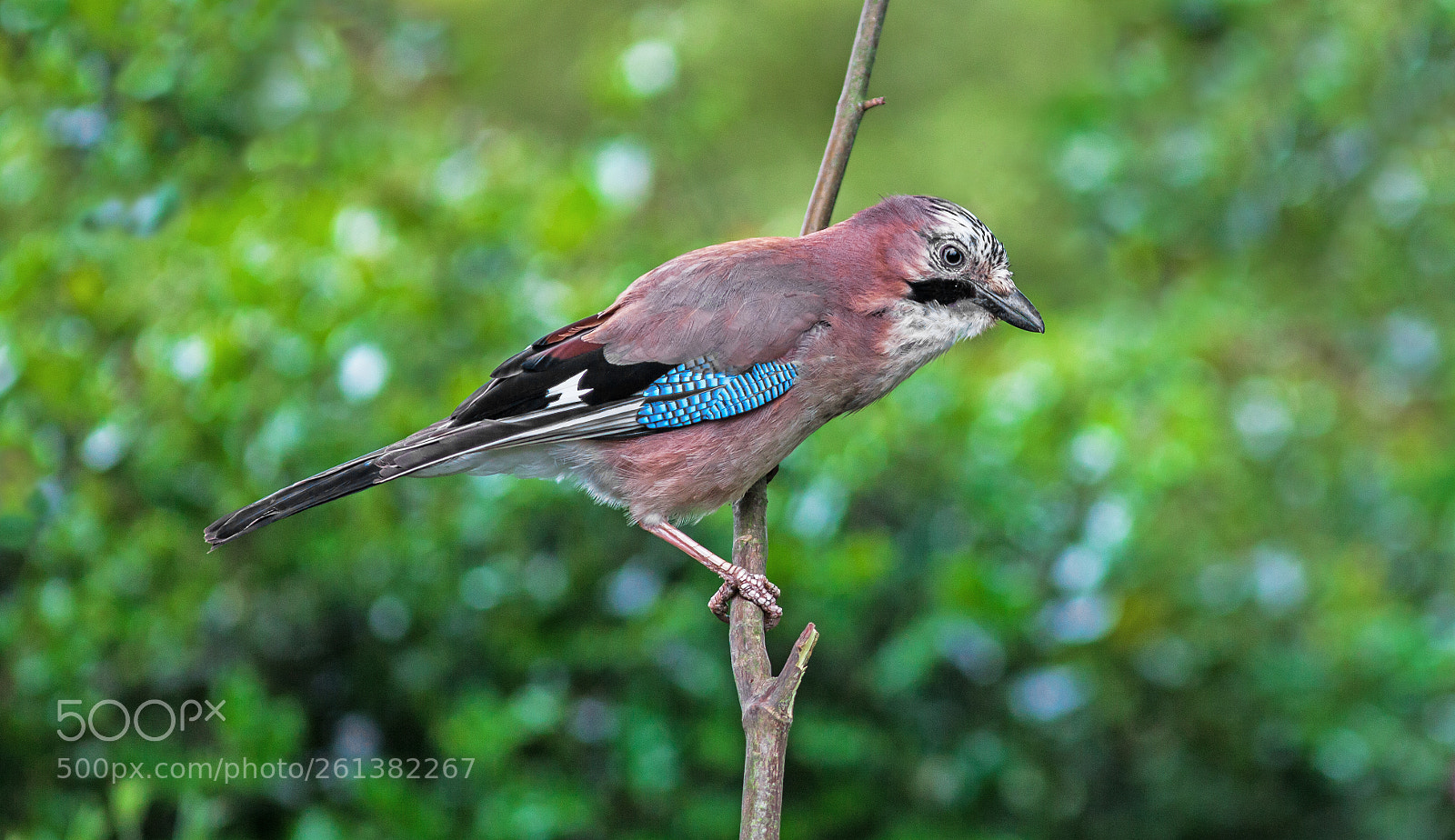 Canon EOS 5D Mark II sample photo. The jay photography