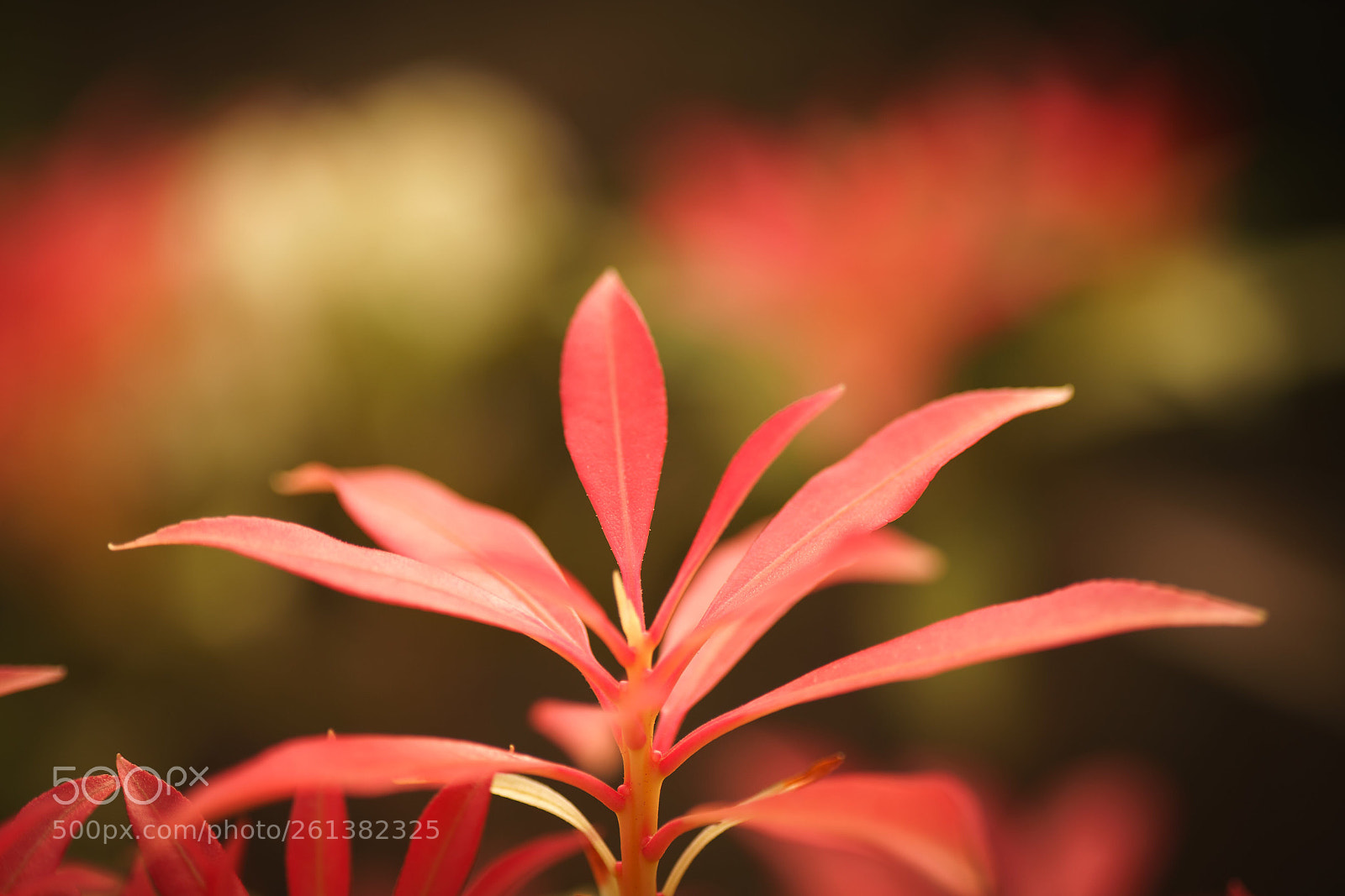 Sony a7R III sample photo. Untitled photography