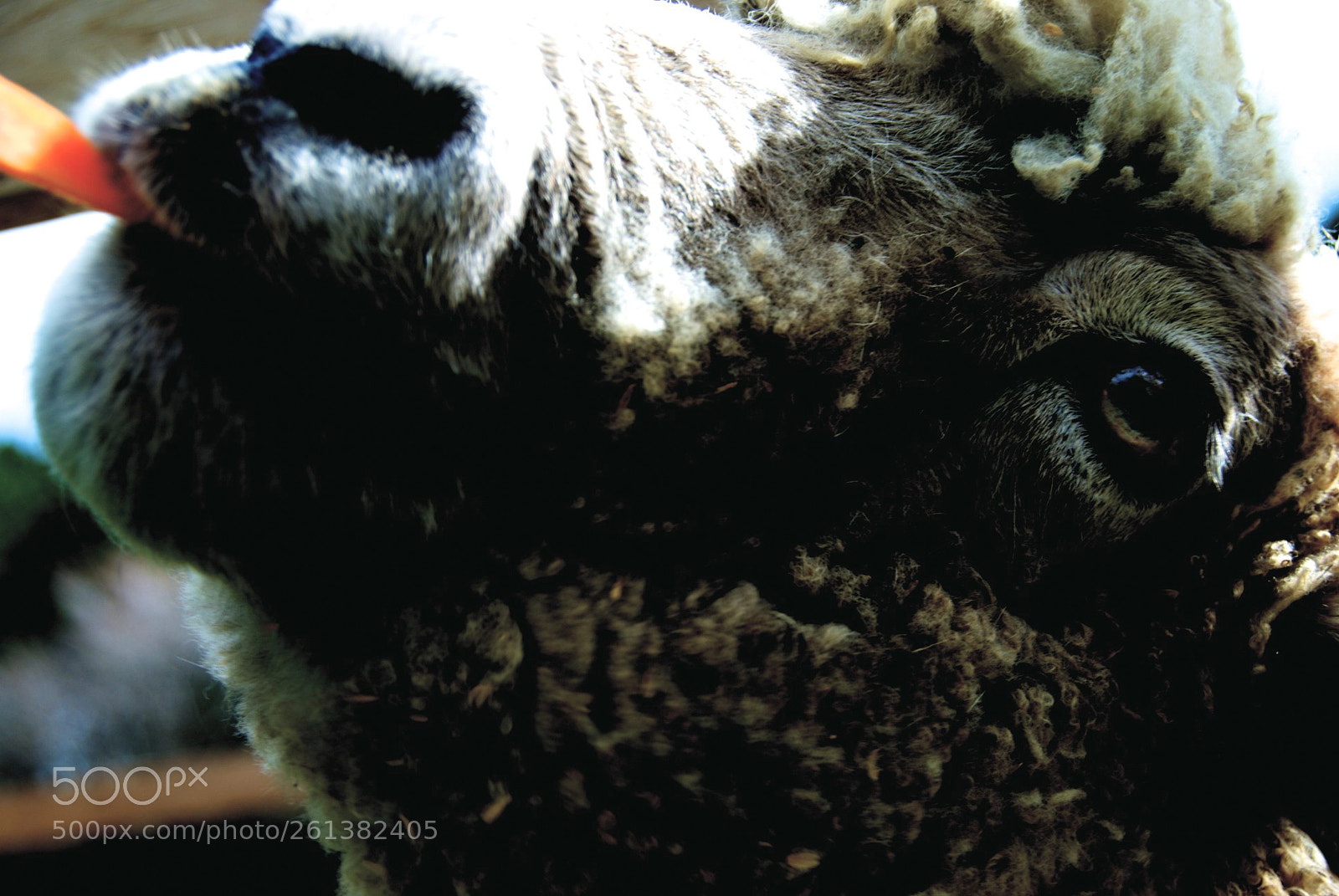 Nikon D80 sample photo. Munch lunch photography