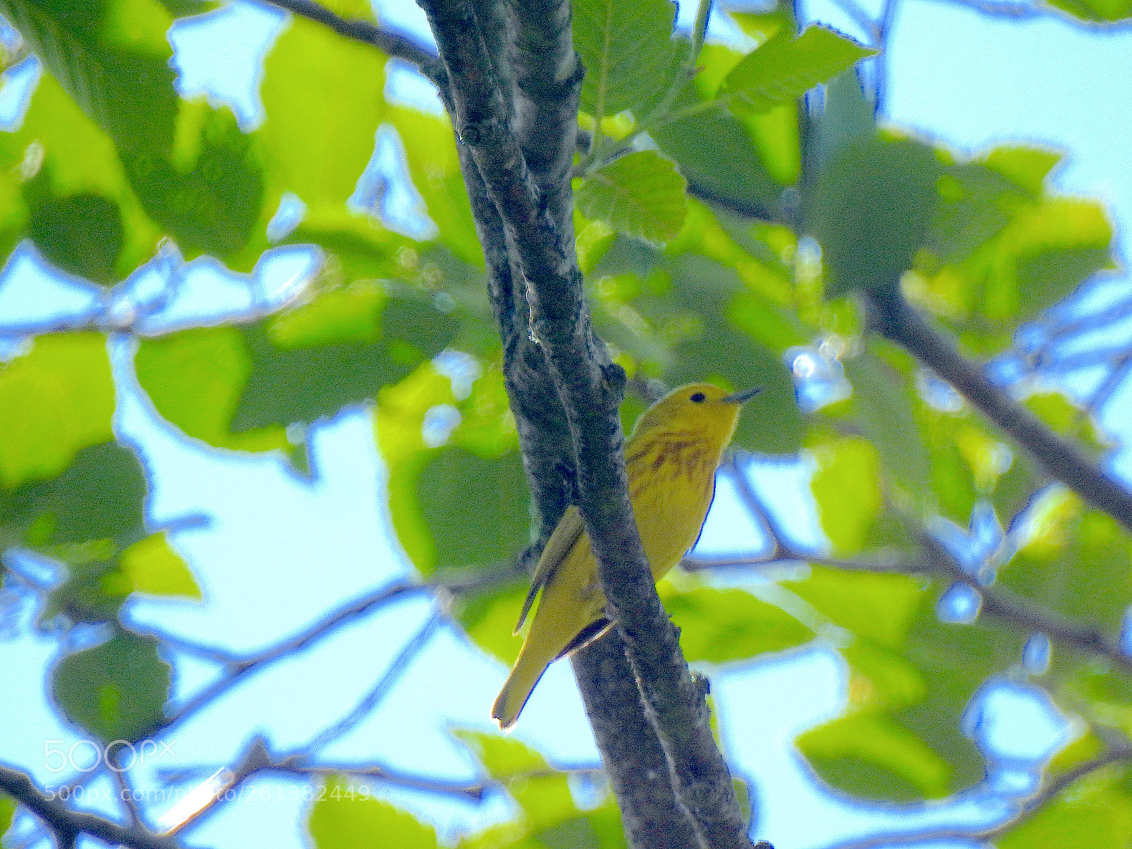 Nikon Coolpix P900 sample photo. Yellow warbler photography