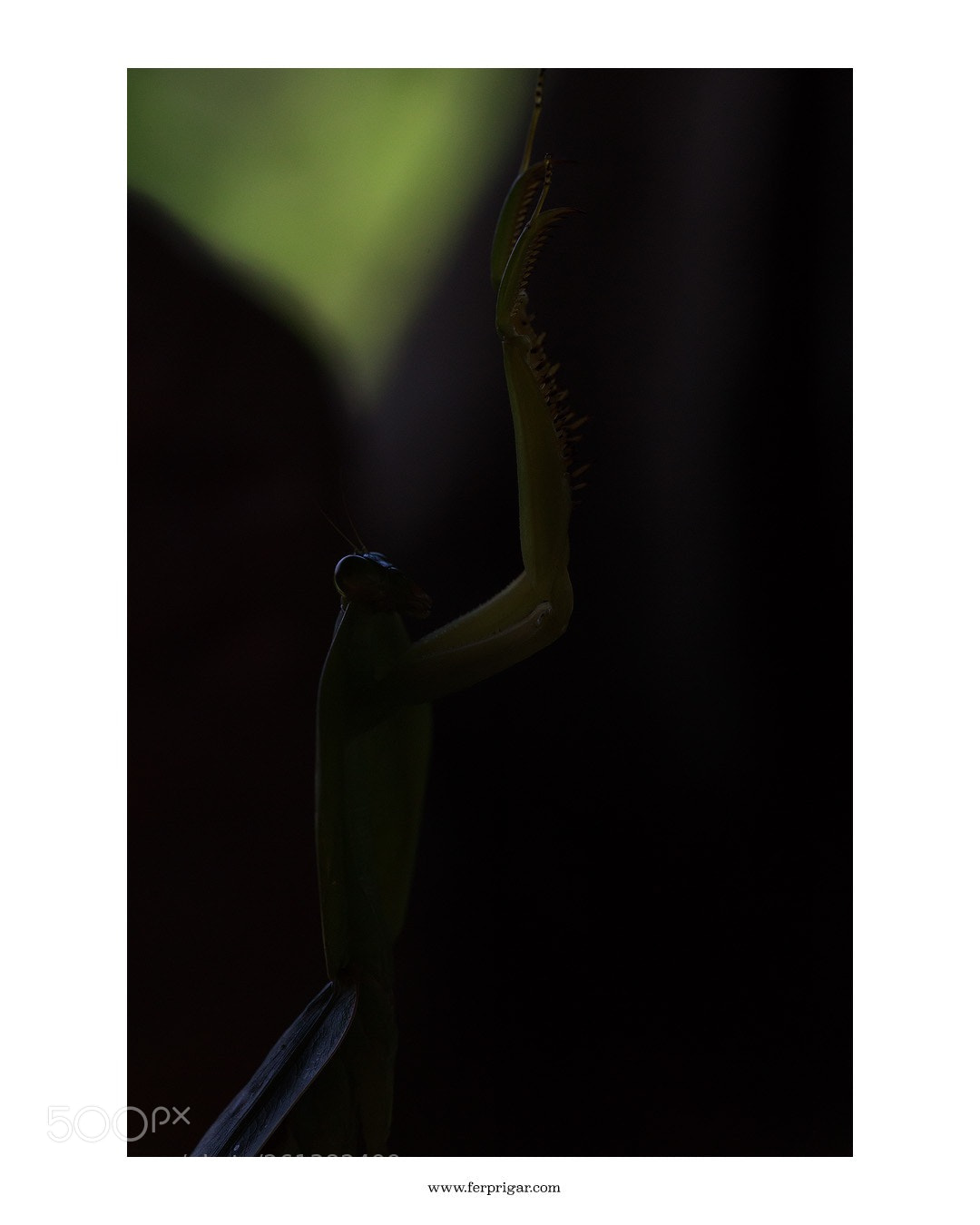 Canon EOS 6D sample photo. Mantis photography
