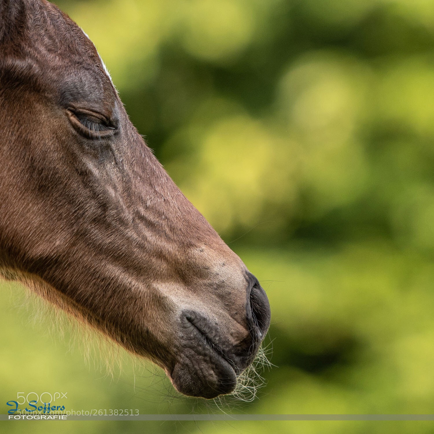 Nikon D500 sample photo. Snoozing time photography