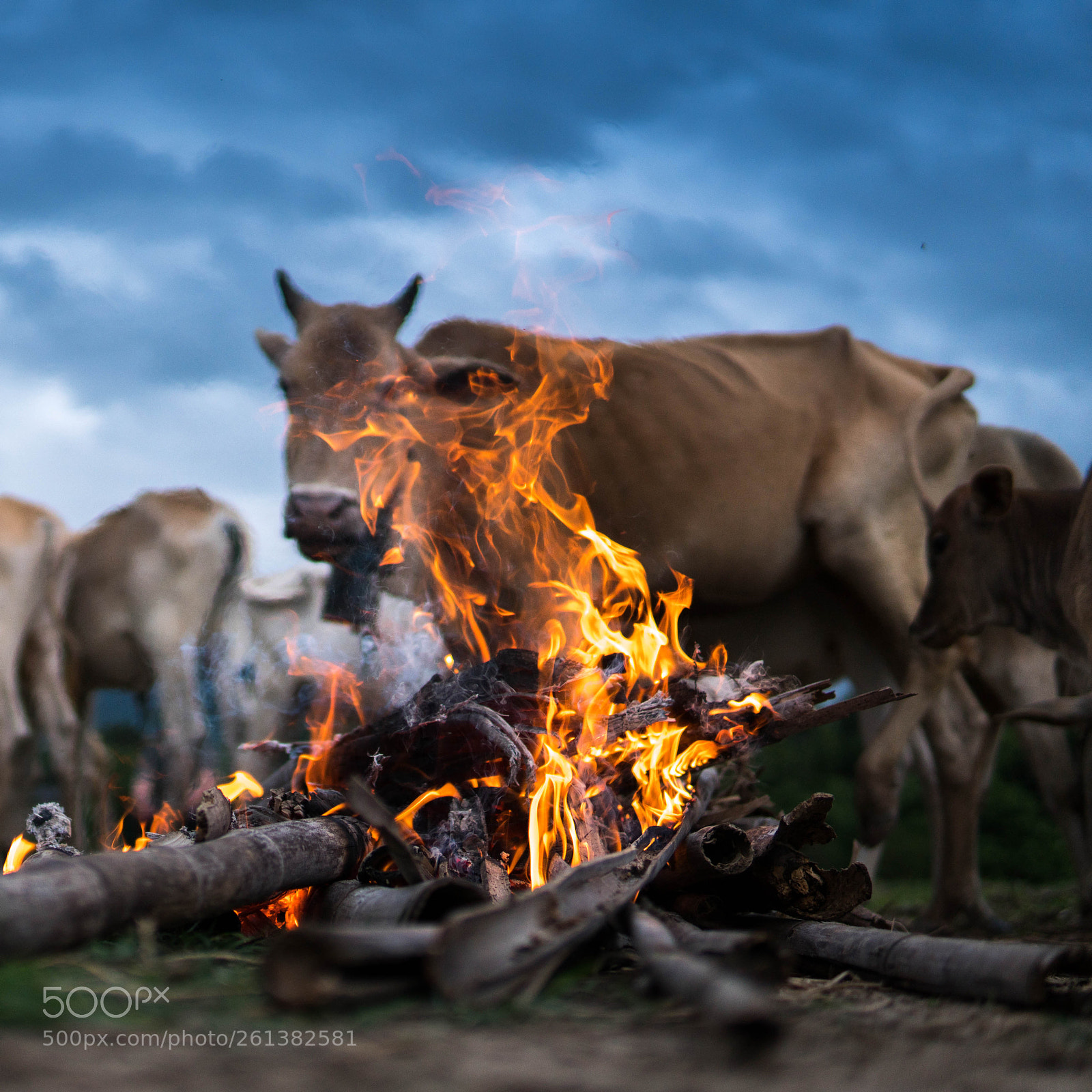 Sony a6300 sample photo. Set fire protecting mosquito photography