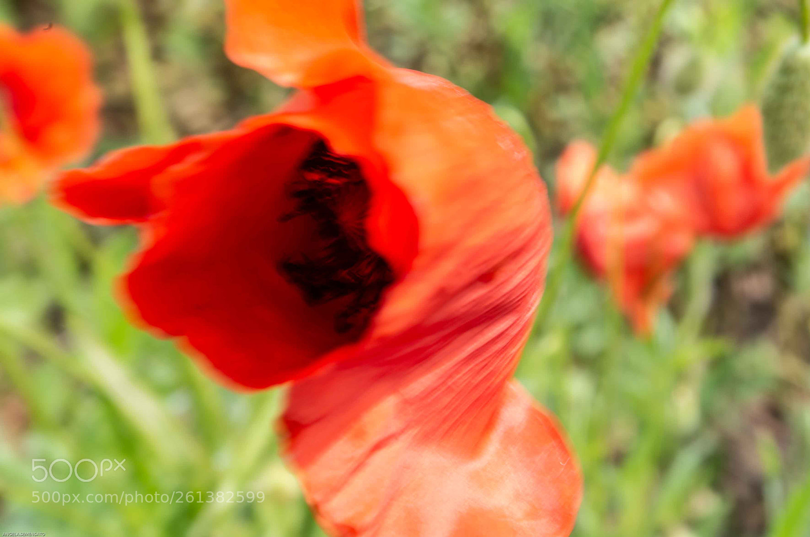 Pentax K-50 sample photo. Untitled photography