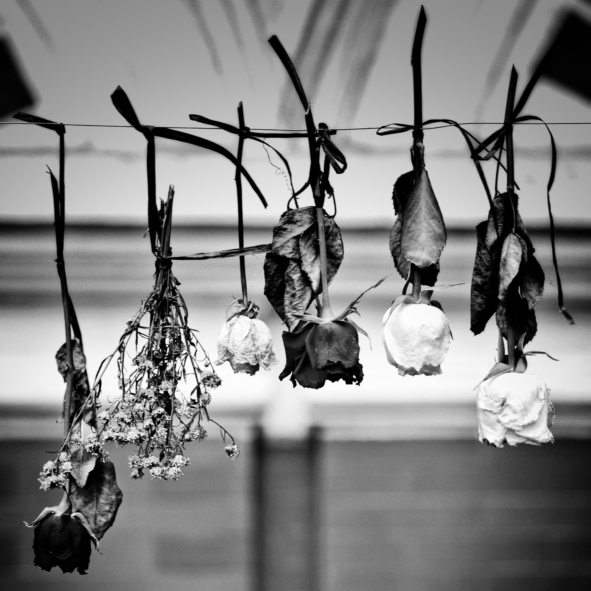 Fujifilm GFX 50S sample photo. Hanging tough photography