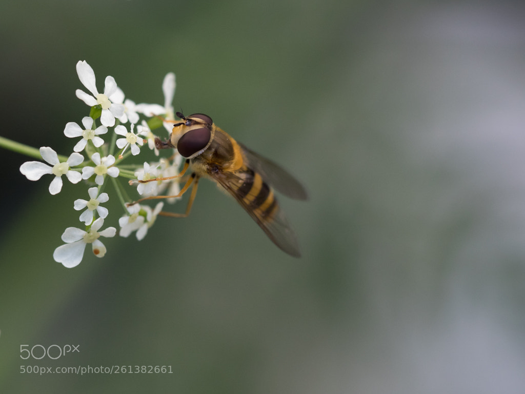 Olympus OM-D E-M1 sample photo. Hoverfly photography