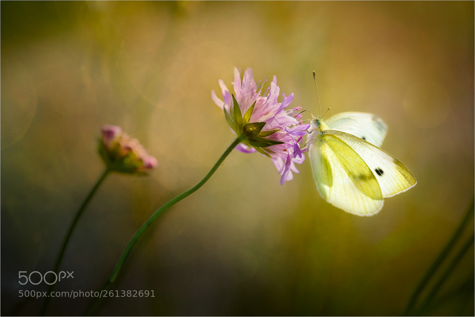Nikon D800 sample photo. Cabbage white photography