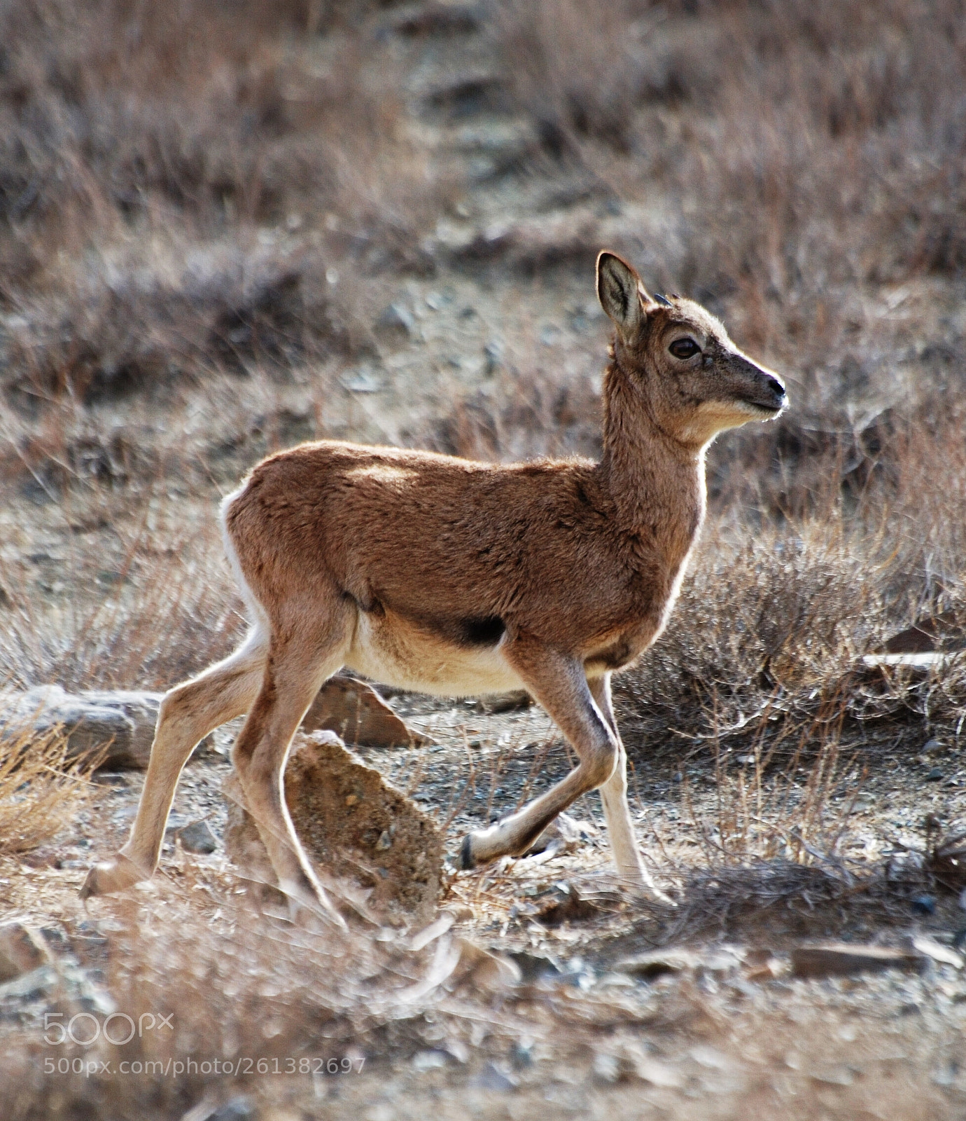 Nikon D70s sample photo. Bighorn lamb photography