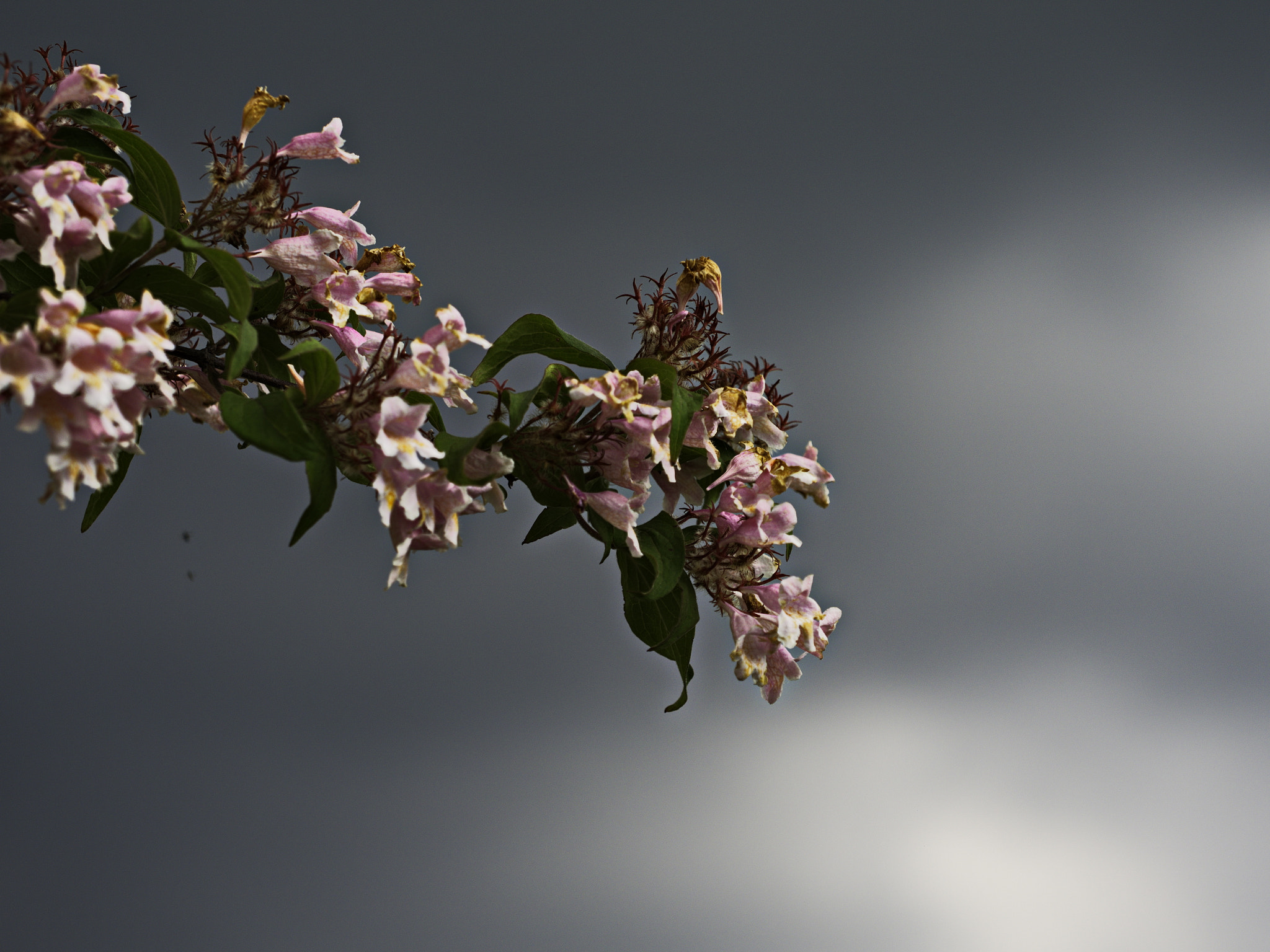 Panasonic Lumix DMC-GX8 sample photo. Shades of grey photography