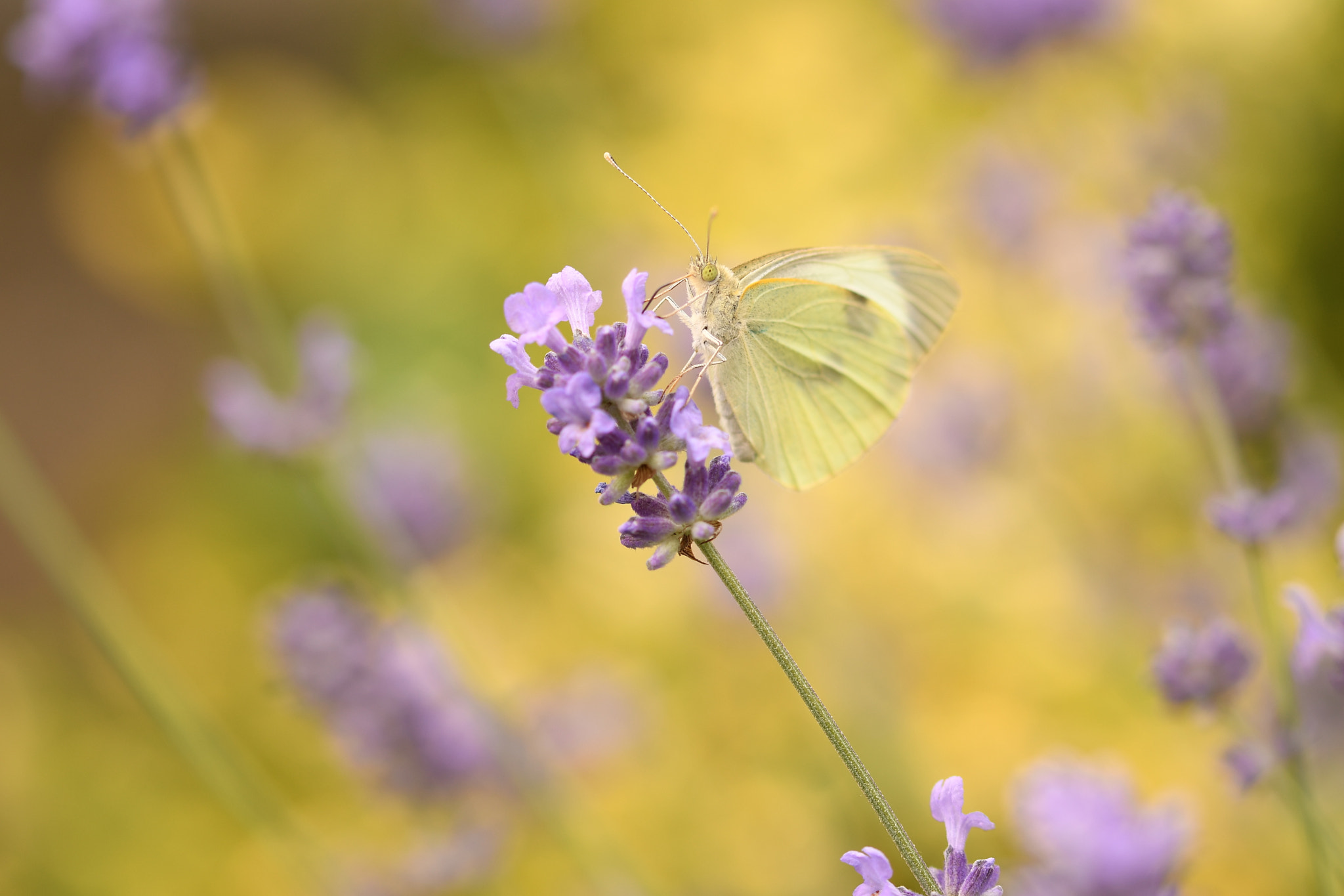 Nikon D500 + Sigma 105mm F2.8 EX DG OS HSM sample photo. Pieris brassicae photography