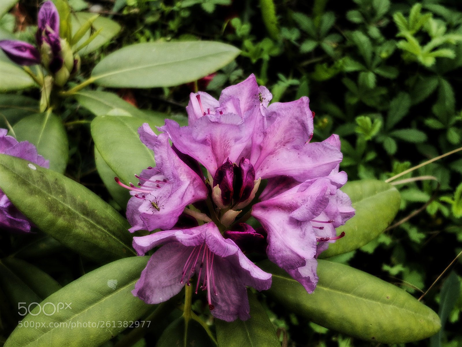 HUAWEI Mate 10 Pro sample photo. Untitled photography