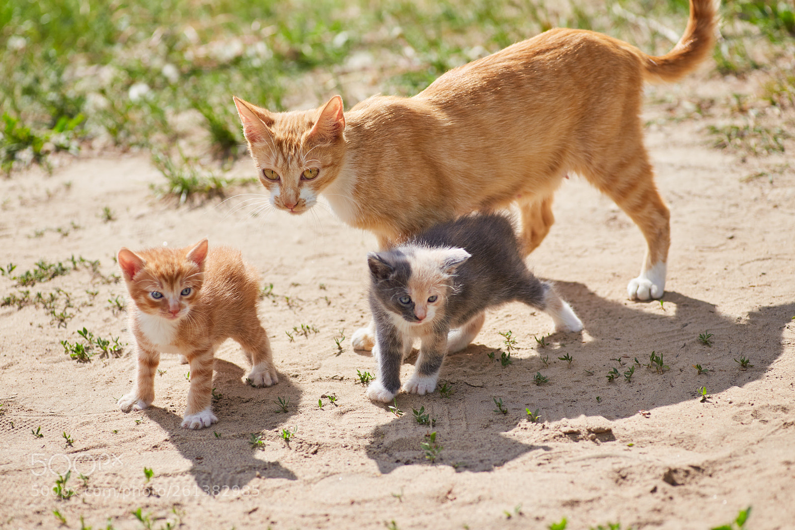 Canon EOS 6D sample photo. Cats family walking on photography