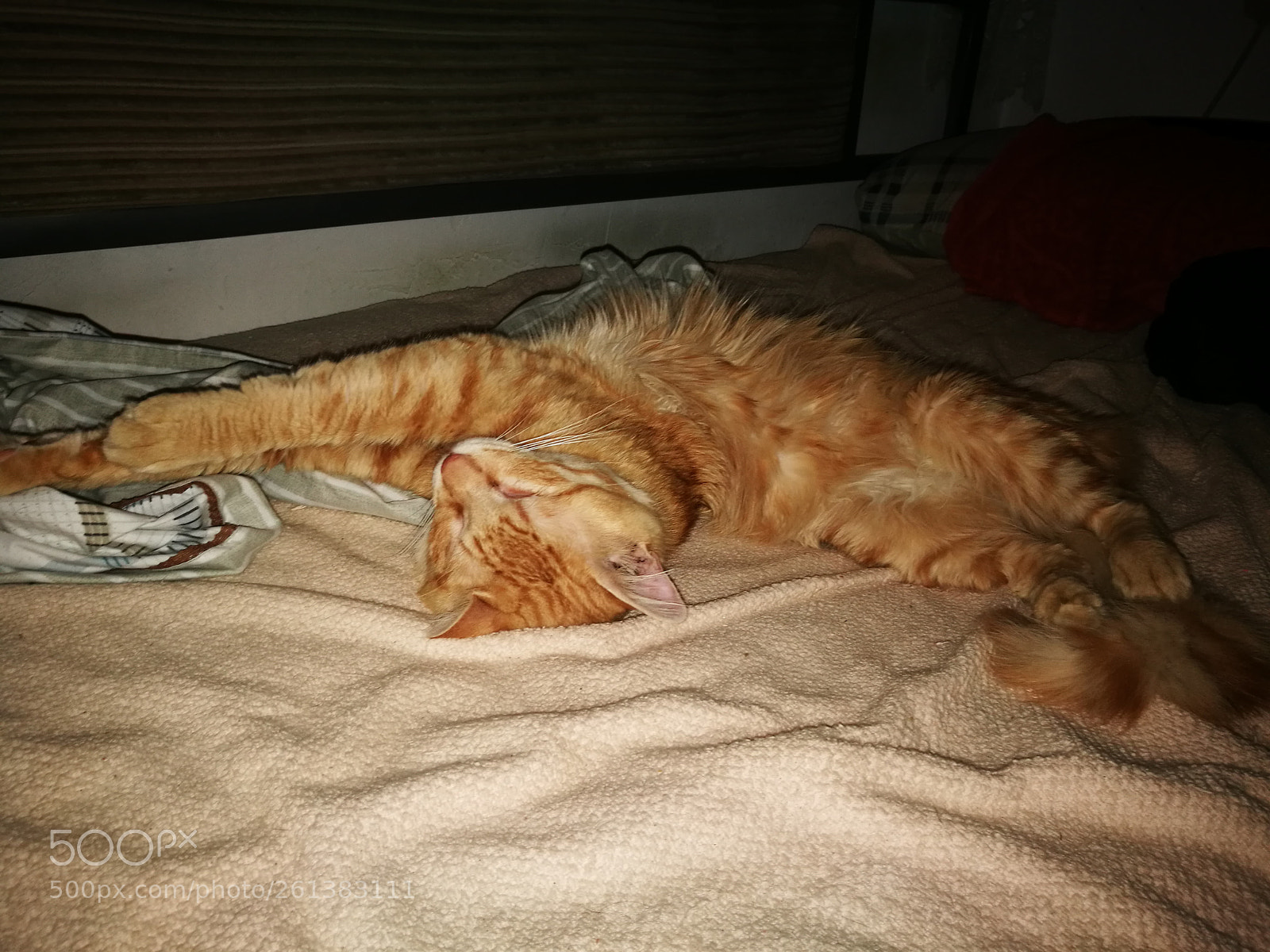 HUAWEI P9 sample photo. Cat ? photography