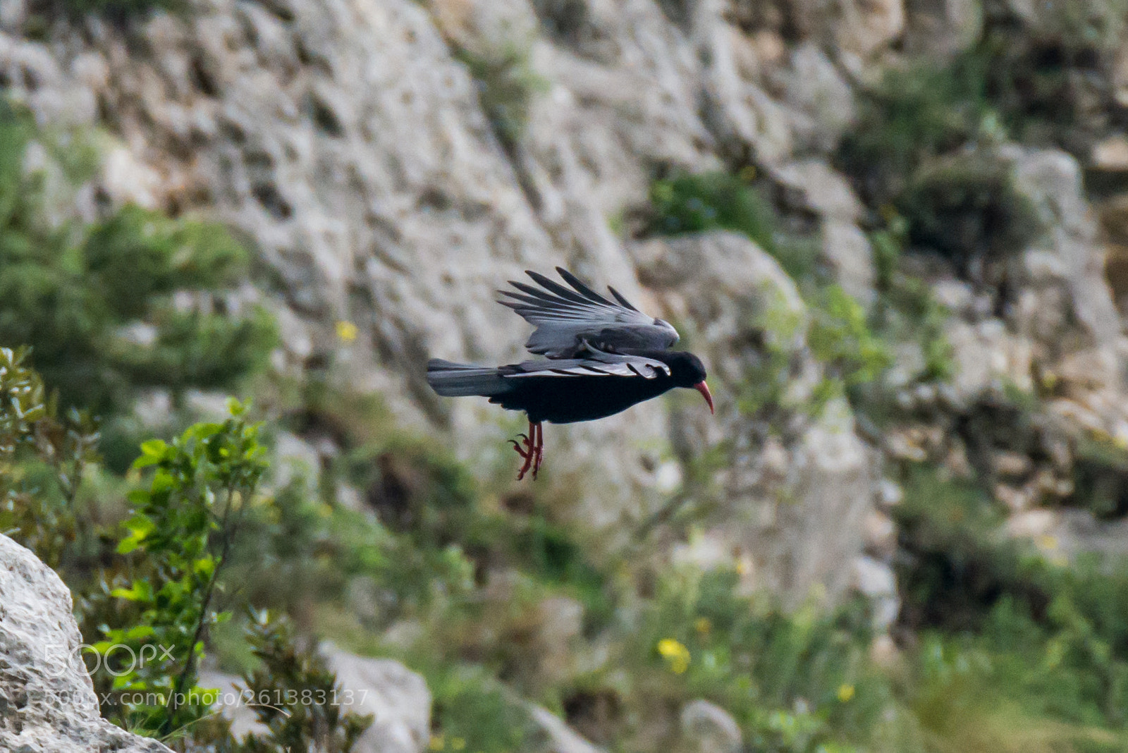 Nikon D800E sample photo. Gracchio corallino photography